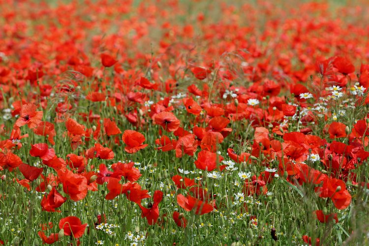 röda blommor