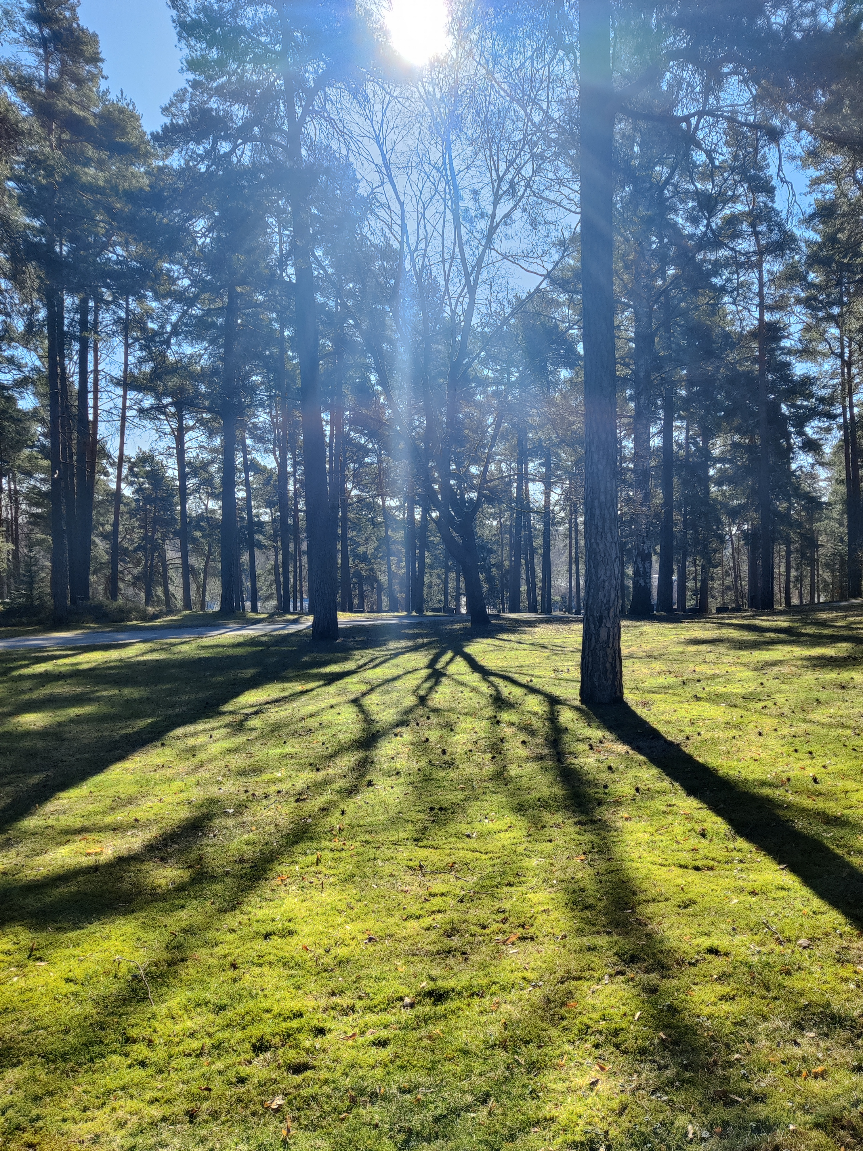 Solen lyser bland trädtopparna på Åbo gravgård. Gravstenar anas i bakgrunden.